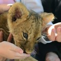 Naruči čaj, pomazi lava Neobična ponuda restorana u Kini izazvala burne reakcije, pljušte komentari