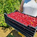 Svađa oko parkiranja ispred objekta za otkup malina prerasla u tuču, jedna osoba prebačena u UKC Niš