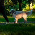 12-godišnji dečak šetao je sa psom preko polja kada se zaustavio u mestu: Čak ni arheolozi nisu mogli da veruju šta je pronašao…