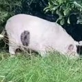 Optička iluzija koja je izludela svet Nije prase, samo genijalci mogu za 10 sekundi da reše ovu zagonetku