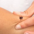 U Beogradu danas akcija suzbijanja krpelja na više lokacija