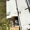 (Video) Panika! Tri majmuna pobegla posle prevrtanja kamiona: Vlasti Misisipija upozoravaju da su agresivni