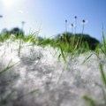 Povećava se koncentracija polena drvenastih biljaka, naročito breze i trave