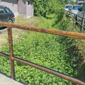 Jaruga kod PU u Zaječaru ponovo u katastrofalnom stanju: Samo fale zmije i pacovi