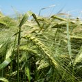 Ova trava raste za samo 8 dana, štedi pravo bogatstvo, a krave se doslovno otimaju za nju