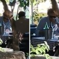 Paparaco! Zdravko Čolić pobegao iz Beograda na Dunav: Evo s kim smo ga uhvatili u vrelom danu