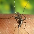 Komarci šire opasan virus širom Evrope: Zaraženi u 12 zemalja, među njima i Srbija