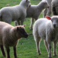 Srbija izvozi živu jagnjad, a ne meso – zašto ne koristimo priliku da zaradimo više