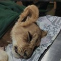 Zoo vrt Palić: Mala lavica je operisana, vodi se borba za njen život