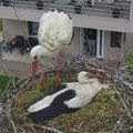 Dugonoge lepotice nad Čačkom: Rode se vraćaju svom prolećnom domu