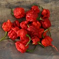 Takmičenje u jedenju ljutih paprika i pravljenju paprikaša u Niškoj Banji