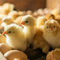 Evropska država će uništiti 150.000 pilića Otkrivena epidemija visoko zaraznog virusa ptičijeg gripa H5N1