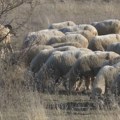 Psi lutalice na imanju kod Bijelog Polja zaklali 25 ovaca i osam koza