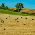 Вране у Србији једу сунцокрет и кукуруз, пољопривредници поново сеју