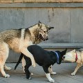 Čopor pasa napao muškarca (63) u Pavlovcu, protiv vlasnice podneta prijava