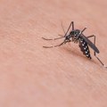 Prskanje protiv komaraca od subote na području Novog Sada, Beočina i Sremskih Karlovaca