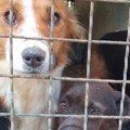 Hapšenja u Rumi posle istraživanja NIN-a: Osumnjičeni za zloupotrebu položaja i zlostavljanja životinja