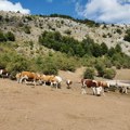 Stigle cisterne sa vodom za stoku na Suvoj planini