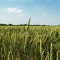 Pad cena i usporen promet na Produktnoj berzi: Kukuruz, pšenica i soja zabeležili negativne trendove