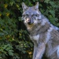 Pušten na "uslovnu slobodu" vuk koji je ugrizao ženu u Hamburgu: Biće pod budnim okom stručnjaka
