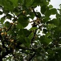 U kakvom su stanju voćnjaci u pirotskom kraju