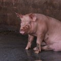 Afrička kuga svinja ove godine registrovana na 496 gazdinstava u Srbiji, eutanazirano više od 10.500 grla