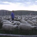 Ovo je najskuplji ovan u Srbiji: Braća sa Peštera ga ne daju ni za milion evra i imaju "debeo" razlog za to