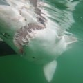 Novi napad ajkule: Muškarac teško povređen, zatvorena plaža
