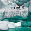 Uginulo do 10.000 pingvina zbog otapanja leda na Antarktiku