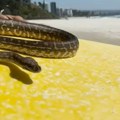 Australija i životinje: Muškarac surfovao sa zmijom na dasci, pa dobio kaznu