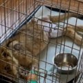 Slučaj uginule lavice u Subotici – prijave protiv osumnjičene, policija pronašla i afričke albino džinovske puževe