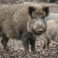 „Super svinje“ prete da pređu granice Kanade, Amerika preduzima korake da spreči invaziju