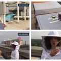 Urbano pčelarstvo u Beogradu: Kakvog ukusa je med sa vrha zgrade?
