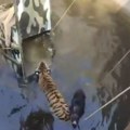 VIDEO Tigar i vepar upali u bunar u Indiji: Ostali smireni i maksimalno sarađivali tokom spasavanja