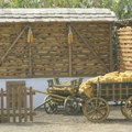 Izvoz agrara lane bio za 9,5 odsto veći nego prethodne godine Na svetskoj pijaci poljoprivreda zaradila 5,14 milijardi evra
