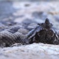 Najotrovnija evropska zmija ušla u zaključan automobil: Vozača kod Umaga na komandnoj tabli sačekao opasni "gost" (FOTO)