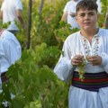 I ove godine uspešno nastavljena misija udruženja "Rogljevačke pivnice" nedaleko od Negotina Čuvaju tradiciju krajinske berbe…