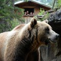 Razlog za paniku na Pešteru? Ogroman medved snimljen u blizini kuća - evo šta kažu stručnjaci