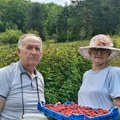 Nema odmora dok traje berba! Nevenka i Gojko, iako gaze osmu deceniju, najvredniji su u svom malinjaku: Imaju preko 4.000…