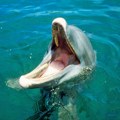 Tuga! Na plaži u Škotskoj se nasukalo više od 50 delfina: Mali broj njih preživeo - Srazmere incidenta zastrašujuće