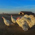 Francuska na visokom upozorenju za ptičiji grip nakon otkrivanja novih slučajeva
