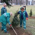 FOTO: Jelke sa busenom zasađene u dvorištu srednje policijske škole u Sremskoj Kamenici