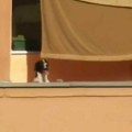 Pas zarobljen na terasi u centru Niša i u lavirintu (ne)nadležnih institucija
