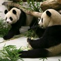 Dve džinovske pande dolaze iz Kine u San Dijego kao diplomatski gest