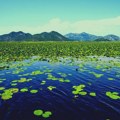 Skadarsko jezero, prava Crna Gora