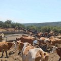 Krave i konji na Suvoj planini opet bez vode, PODES traži hitnu reakciju nadležnih