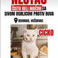 Nestao Cicko, nagrada 1.000 evra! Očajni vlasnici ne žale para, samo da se mačak vrati kući! Evo u kom delu grada treba da…