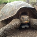 VIDEO Nakon više od 150 godina: Džinovske kornjače se vraćaju na ostrvo Floreana