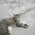 Mačke bolje podnose vrućinu od pasa, ali im i dalje treba pomoć: Veterinar otkriva kako da ih rashladite