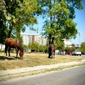 Kišobran obavezan danas, od sutra povratak sunca